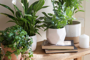 Plantas de interior indispensables en tu hogar