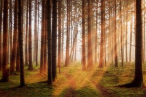 Impacto de la terapia forestal sobre la ansiedad y la depresión
