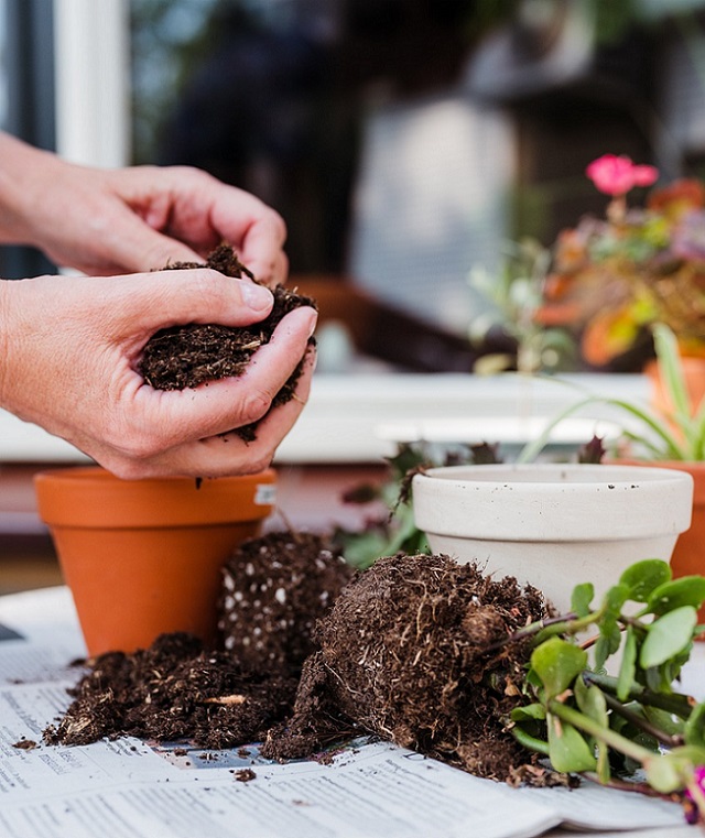 Plantas de interior