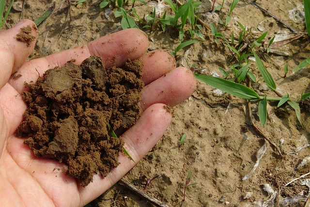 Maduración del compost