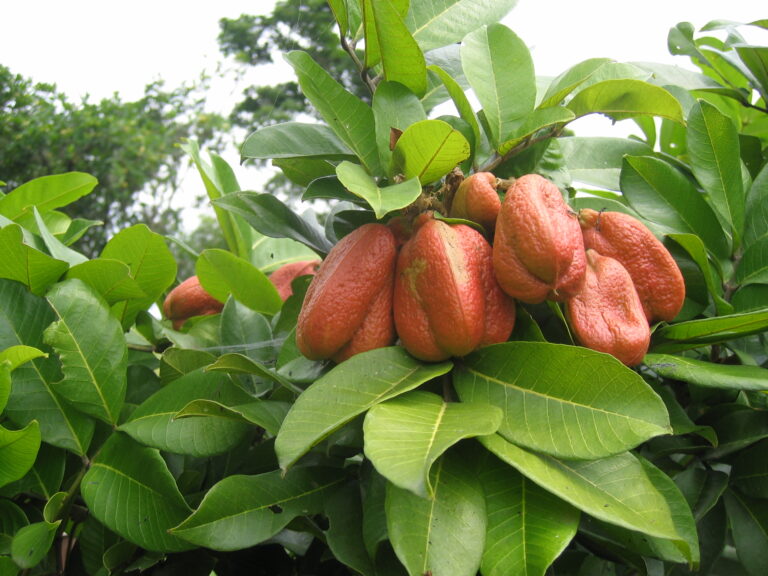 Akí la fruta más rara del mundo