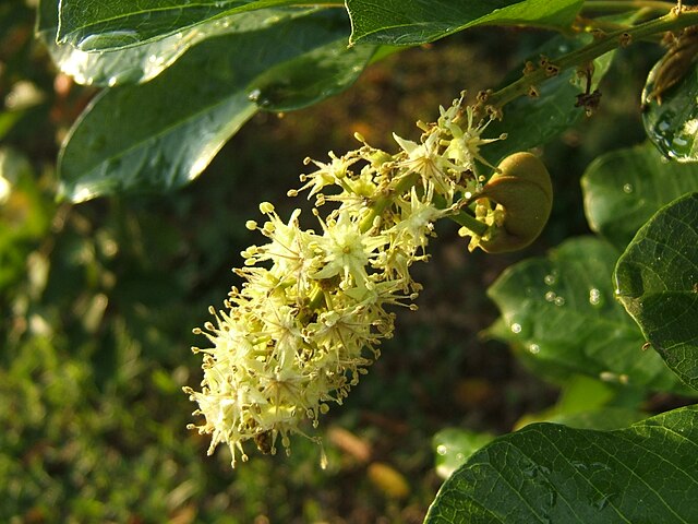Flor del árbol frutal