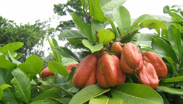 Aki - fruta
