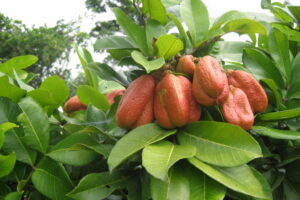 Descubre el Akí: La fruta más rara del mundo