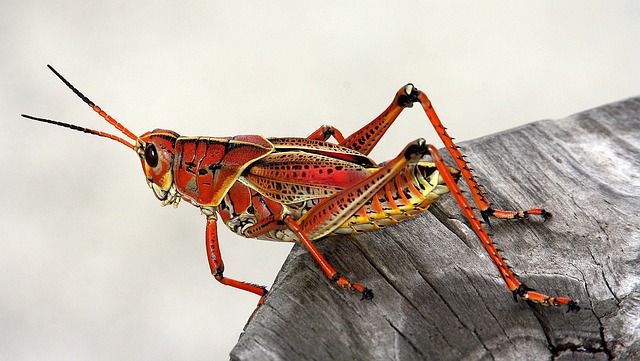 Sagitario - Saltamontes