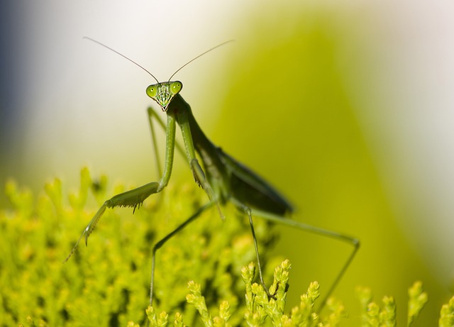 Leo - Mantis religiosa