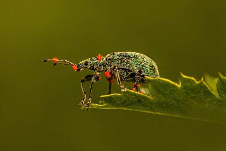 Descubre tu insecto según tu signo