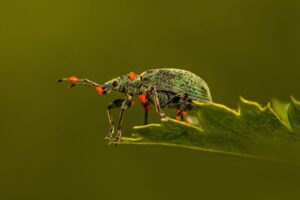 Descubre qué insecto eres según tu signo zodiacal