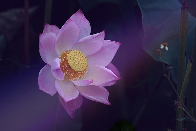 El poder oculto de la Flor de Loto