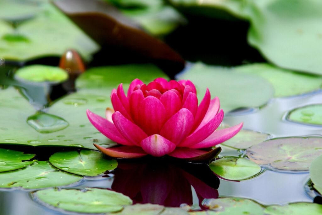 Flor de Loto