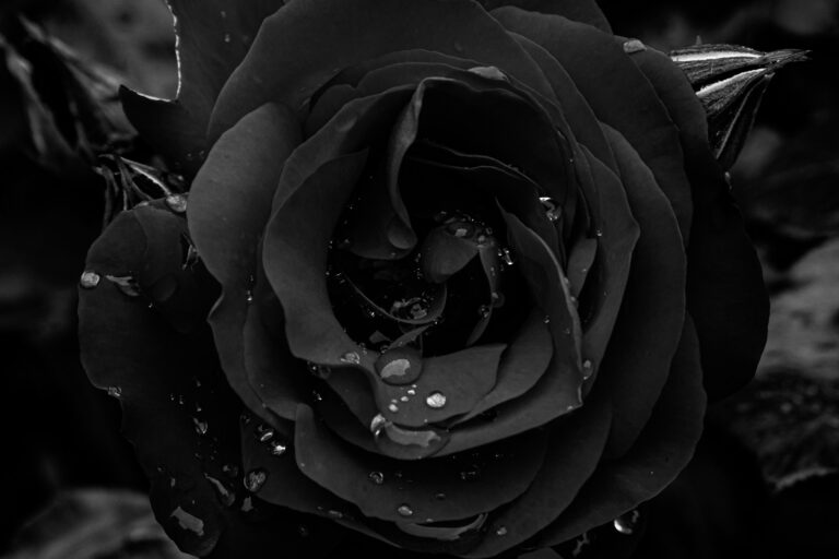 Rosas negras y magia blanca