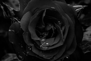 Rosas negras y magia blanca: Transformación, cierre de ciclos y nueva energía