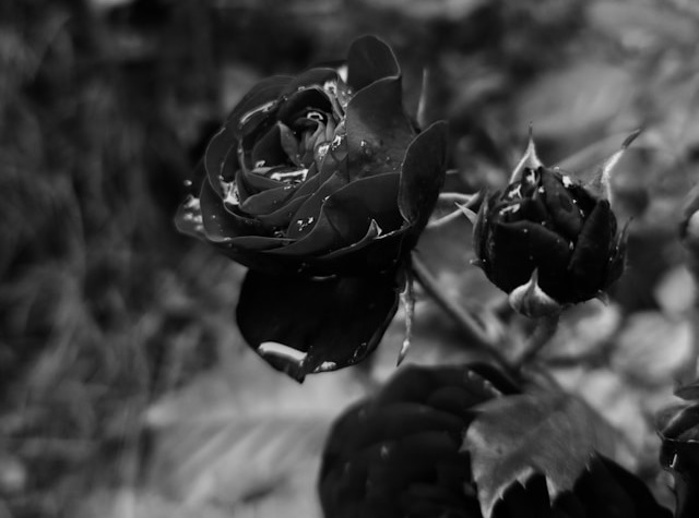 Simbolismo espiritual y esotérico de la rosa negra