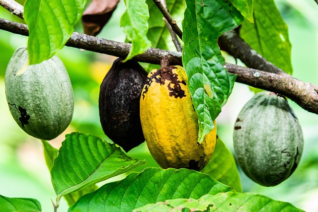 Cacao - Apertura del corazón