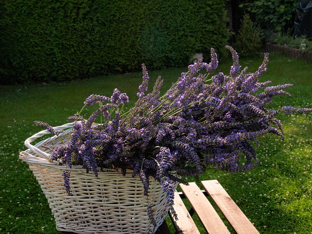 Plantas sagradas - Lavanda