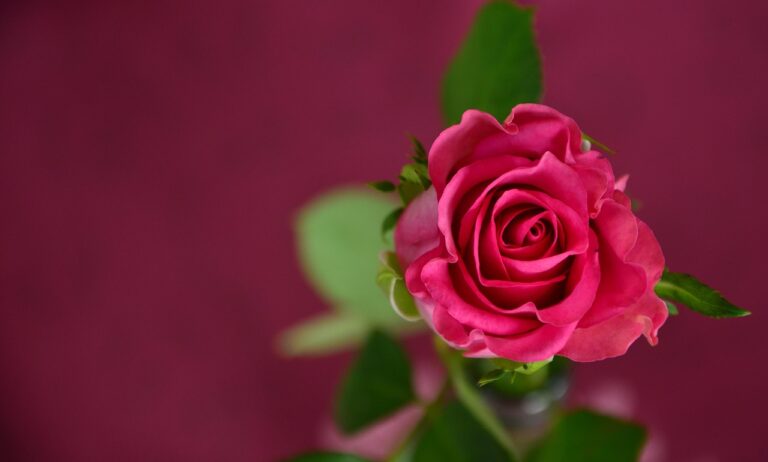 La Rosa y el Lirio