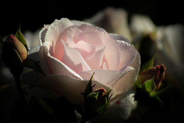 La Rosa y el Lirio - Rosa