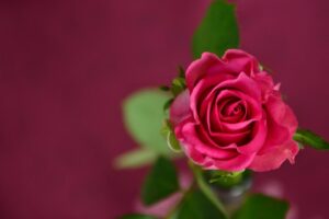 La Rosa y el Lirio: Misterios de lo femenino en la tradición esotérica