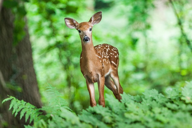 Qué es el animismo