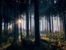 El animismo en el mundo esotérico y espiritual