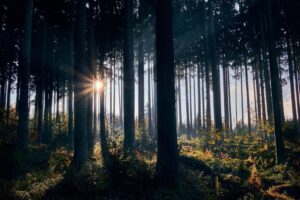 El animismo en el mundo esotérico y espiritual